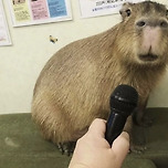 넴..? 저요..? 이미지