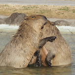 괜찮아 울지마 또 올거야 연휴 이미지