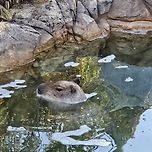 콧구멍만 내놓고 있는 잠수바라 이미지