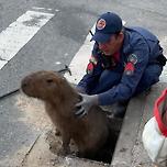 하수구에서 구출되는 카피바라 이미지