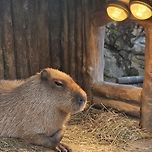 따끈한 군고구마같은 카피바라 이미지