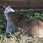냥 : 아.. 이러지마.. 부담스러워 이미지