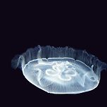 아주 아주 깊은 심해 탐사는 누가했나요? 이미지