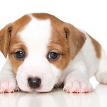 소형견 관절통 완화와 염증 감소에 좋은 성분 이미지