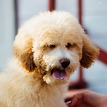 노견 노령견 돌보는 방법 (with. 노견 건강 영양제) 이미지