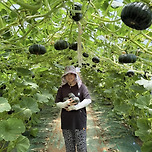 국산 하우스 미니 밤호박 2,3KG 만원대 6%쿠폰 + 무료배송 이미지