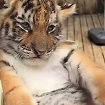 눈 인사 하는 아기 호랑이 이미지