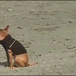 무궁화 꽃이 피었습니다. 이미지