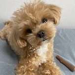 기여운 토토 이미지