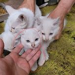 입양 창고냥이 이미지