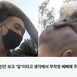 대머리를 알로 생각해 품어 주는.... 이미지