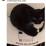 방금 인쇄한 따뜻한 종이... 그리고 냥이 이미지