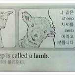 나 같은 쉽*끼를 lamb이라고 이미지