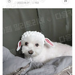 엄마가 뜨개질로 강쥐 모자 뜸 ㅋㅋ 이미지