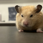 햄소토.. 가을을 맞이하여 고민이 생기다 이미지