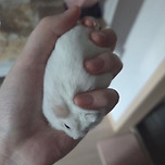 따끈말랑찹쌀떡 꼬옥 쥐기 이미지