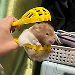 주문하신 햄햄스크림 한 스쿱 나왔습니다 🍨 이미지