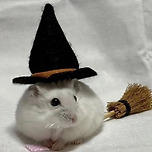 할로윈의 무시무시한 마녀햄 🪄🧙🐹🎃 이미지