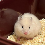 김치통을 열었더니 뽀실한 햄소토가 ㄷㄷ 이미지