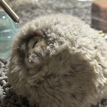 햄소토의 새해 첫 취침! 이미지