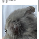 햄스터 눈썹 이미지