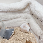 단단히 화가 난 햄 이미지