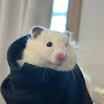 주인님 비 조심햄요 이미지