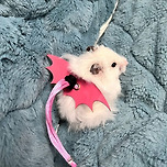 나는 할로윈의 악마햄이다 우우우 😈 이미지