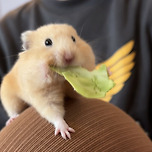 새해에는 야채 많이 먹는다고 했햄요!! 이미지