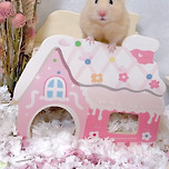 야호! 내 집 마련햄 이미지