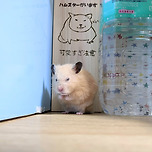 주의!!! 깡패햄 출몰 지역 이미지