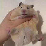 야후 ✌️ 이미지