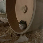 밤 12시.. 무언가와 마주하게 된 햄스 이미지