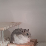 이렇게 찹쌀떡일 수가... 이미지