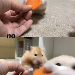 어뒤!!! 당근은 내 거쥐!!!!!!!! 🐹🥕 이미지