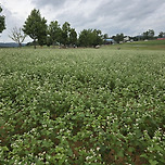 메밀꽃필무렵 핑크뮬리 이미지