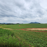 메밀꽃필무렵 핑크뮬리 이미지