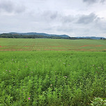 메밀꽃필무렵 핑크뮬리 이미지