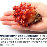 생각보다 특별한 생명체라는 멍게 이미지