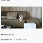 인간관계에서 상처를 받은 사람들이 개를 키우는 이유 이미지