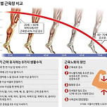 [건강][정보] 연령별 근육량 비교 이미지