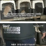시바견 폭행짤 주인공 근황 이미지