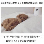 똑똑하기로 유명한 푸들이 탐지견을 못하는 이유 이미지