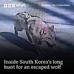영국 BBC에서도 기사화한 늑구 사건 이미지