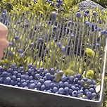 블루베리 수확을 위해 만든 기구 이미지