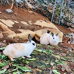 반가운 토끼들 이미지