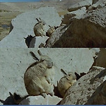 티벳토끼 이미지