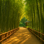 대나무와 정원, 슬로우시티의 매력, 담양 가볼만한곳 베스트10 이미지