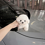 미니비숑분양 미니비숑분양가 미니비숑책임분양 미니비숑입양 미니비숑 이미지