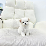 말티푸분양 말티푸책임분양 말티푸분양가 말티푸입양 말티즈분양 토이푸들 말티푸특징 말티푸특징 말티푸분양방법 이미지